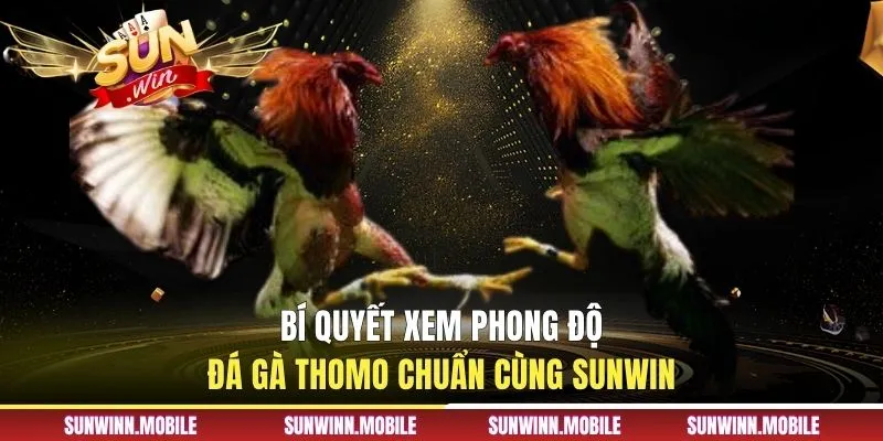 Bí quyết xem phong độ đá gà Thomo chuẩn cùng Sunwin
