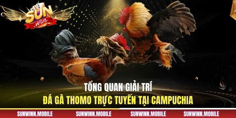 Tổng quan giải trí đá gà Thomo trực tuyến tại Campuchia