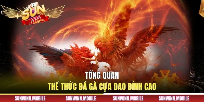 Tổng quan thể thức đá gà cựa dao đỉnh cao