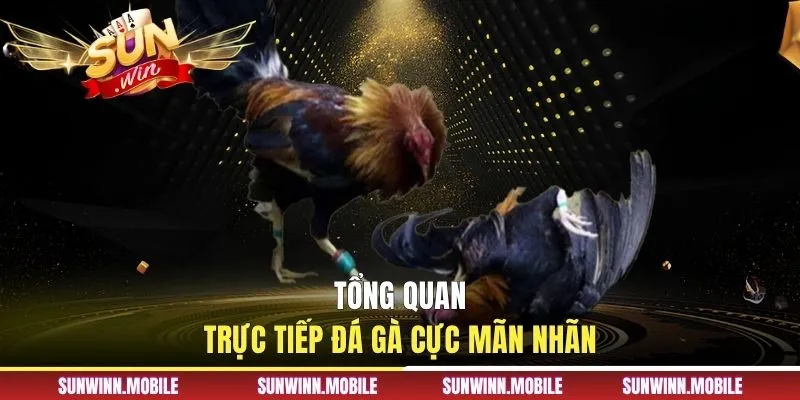 Tổng quan trực tiếp đá gà cực mãn nhãn